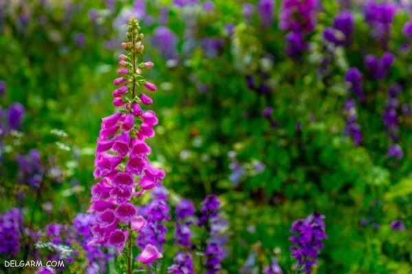عکس گل عشق برای پروفایل