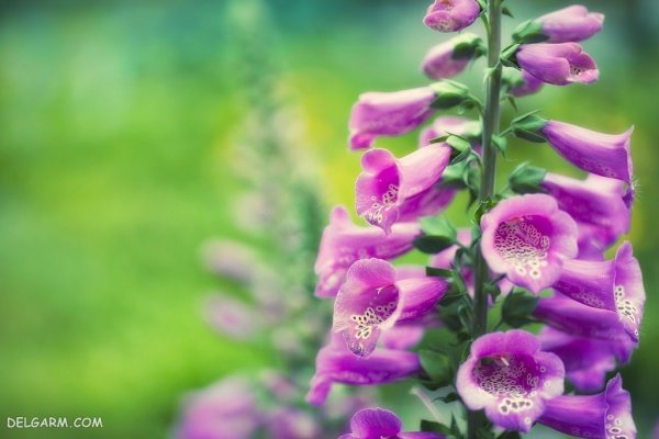 عکس گل عشق برای پروفایل