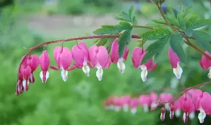  عکس گل قشنگ و طبیعی