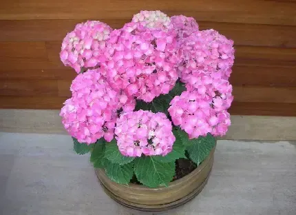  عکس گل قشنگ و طبیعی