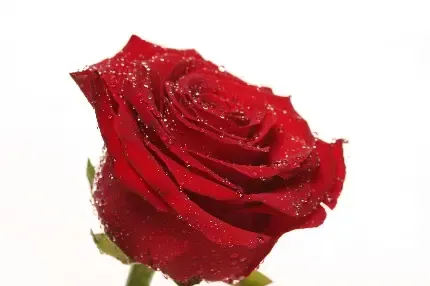 عکس گل قشنگ و طبیعی