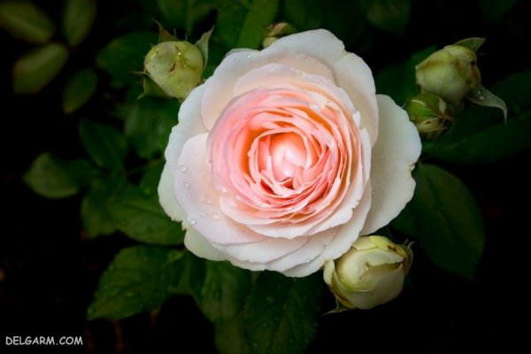  عکس گل قشنگ و طبیعی