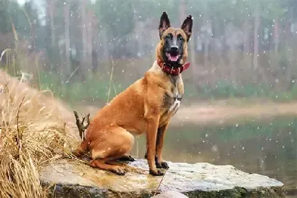  عکس سگ برای پروفایل