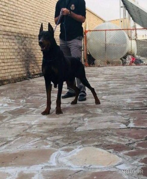 عکس سگ دوبرمن امریکایی