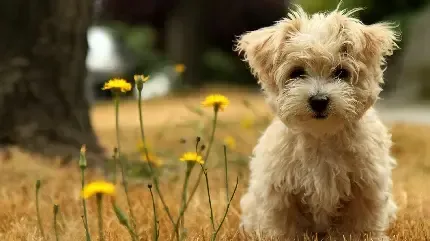  دانلود عکس سگ پاکوتاه