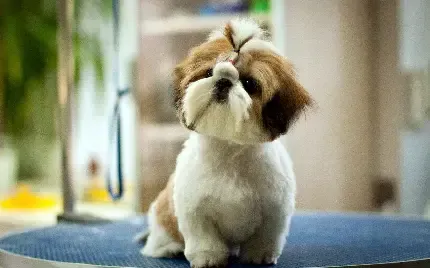 دانلود عکس سگ پاکوتاه