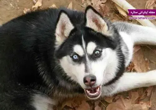  دانلود عکس سگ هاسکی