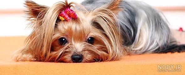 عکس پس زمینه سگ کیوت