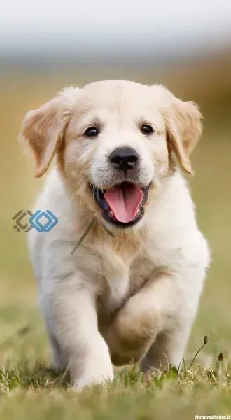 عکس تصویر زمینه سگ خفن