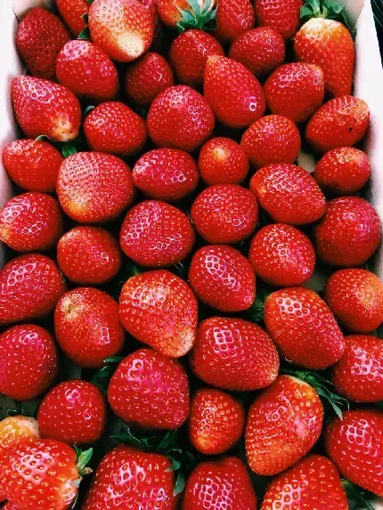 عکس توت فرنگی برای استوری