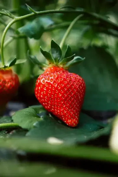 عکس توت فرنگی برای استوری