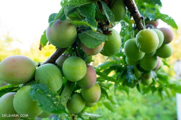  عکس گوجه سبز برای استوری