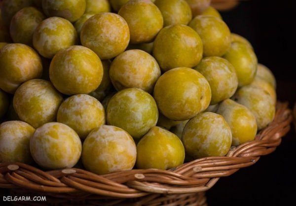  عکس گوجه سبز و لواشک