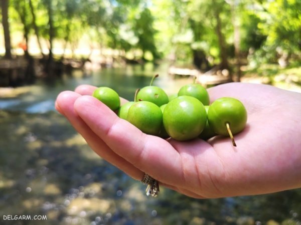  عکس گوجه سبز و لواشک