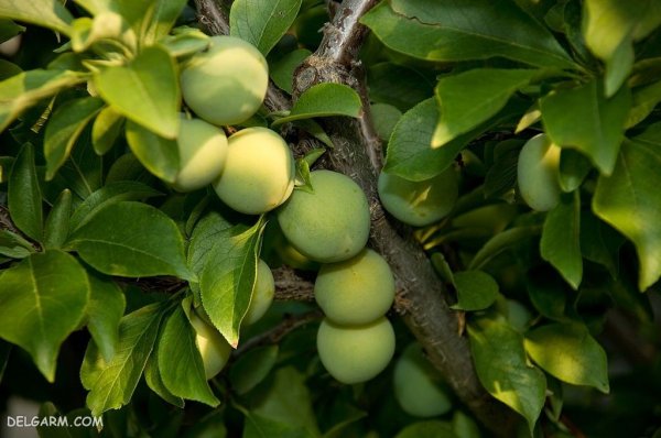  عکس گوجه سبز برای پروفایل