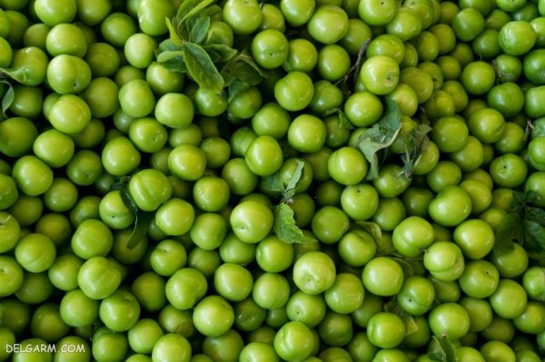  عکس گوجه سبز برای پروفایل