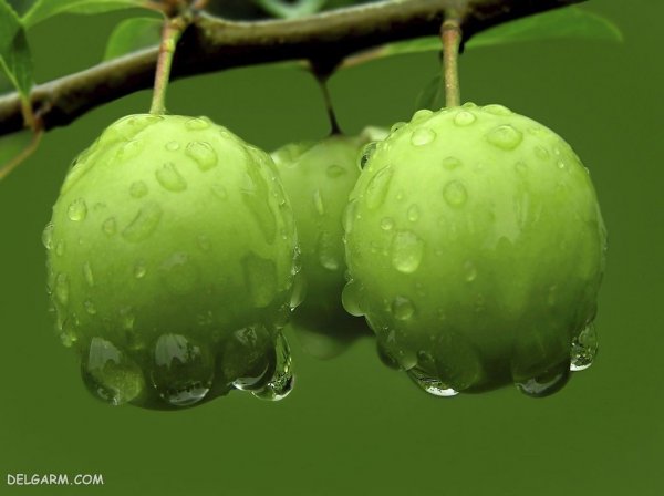  عکس گوجه سبز برای پروفایل