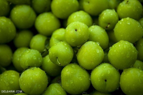  عکس گوجه سبز برای پروفایل