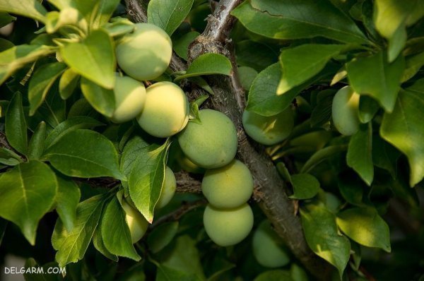 عکس گوجه سبز و چغاله خوشمزه