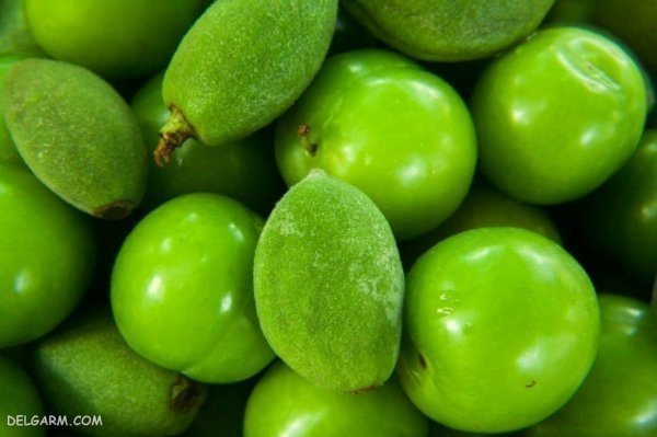 عکس گوجه سبز و چغاله خوشمزه