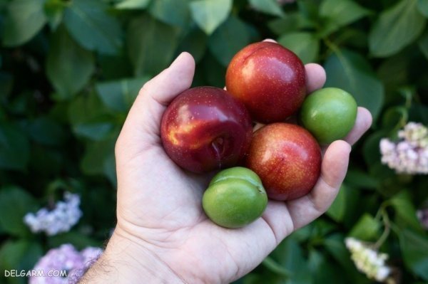 عکس گوجه سبز و چغاله خوشمزه