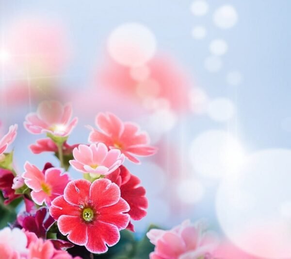 عکس لاکچری برای پروفایل واتساپ و تلگرام
