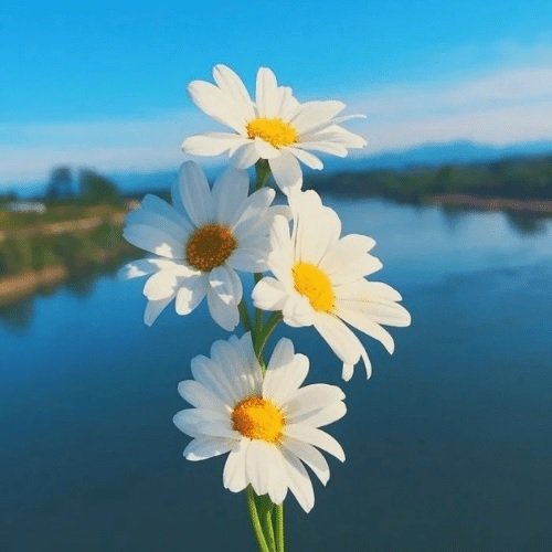 عکس لاکچری برای پروفایل واتساپ و تلگرام