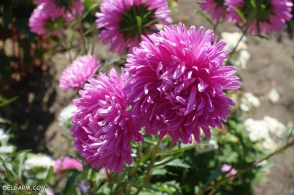  عکس گل آستر (ستاره ای)