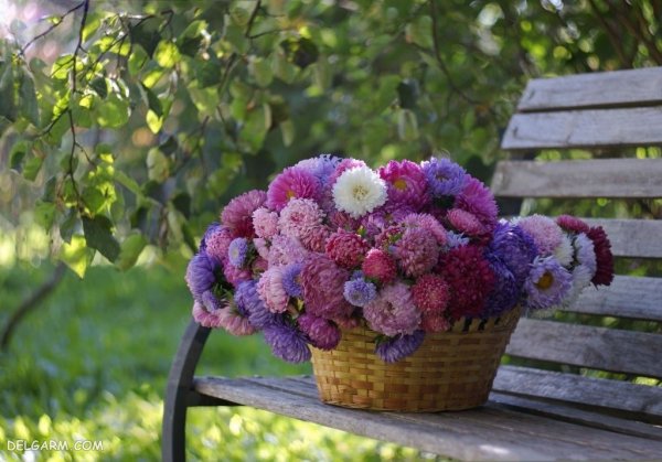 دانلود عکس گل ستاره ای