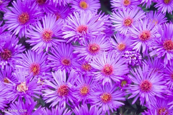  عکس گل ستاره ای بنفش
