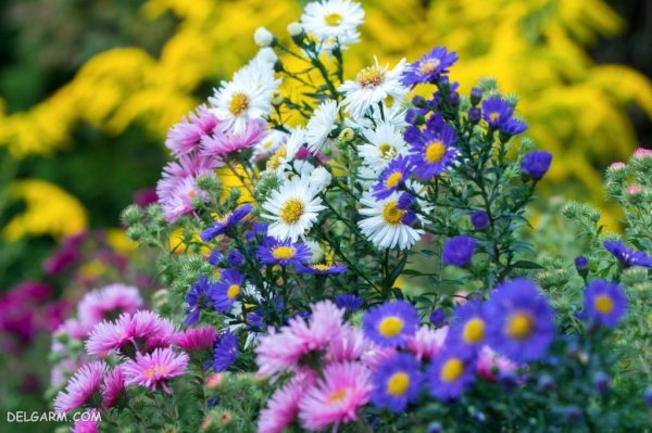  عکس گل ستاره ای بنفش