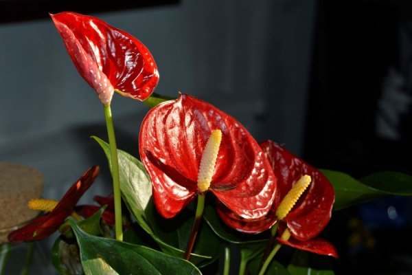 عکس انواع گل طبیعی
