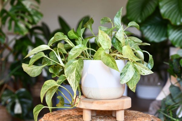  عکس انواع گل طبیعی