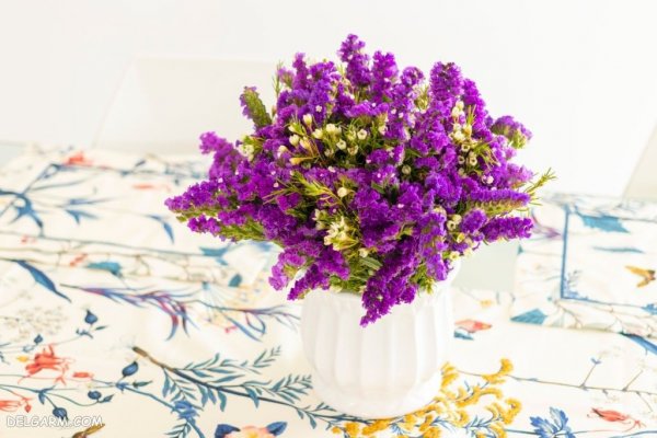 عکس از گل استاتیس (لیمونیوم)