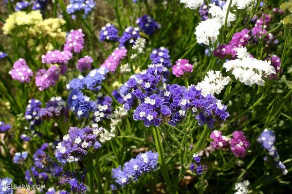 عکس از گل استاتیس (لیمونیوم)