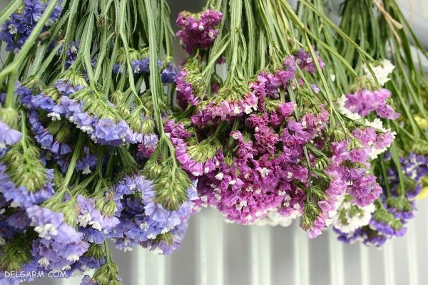عکس از گل استاتیس (لیمونیوم)