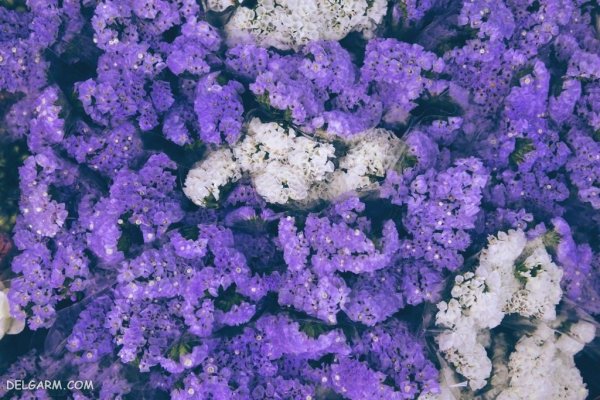 دانلود عکس گل لیمونیوم با کیفیت