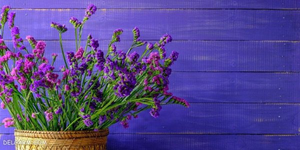 دانلود عکس گل لیمونیوم با کیفیت